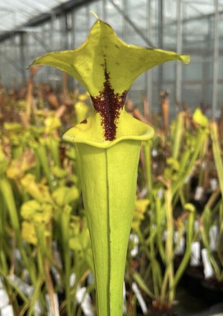 F935r Sarracenia flava var rugelii