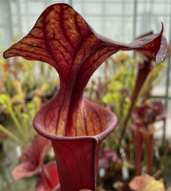 F984 S.flava var atropurpurea