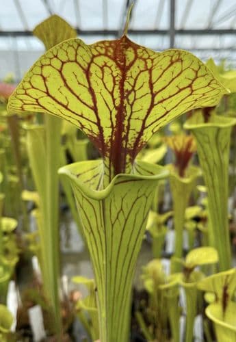 F985 Sarracenia flava var flava