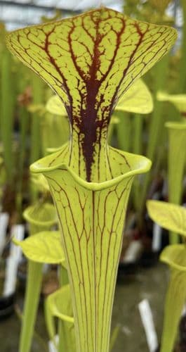 F986 Sarracenia flava var ornata