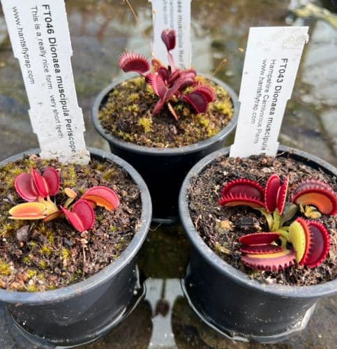 FC01 Flytrap Collection 3