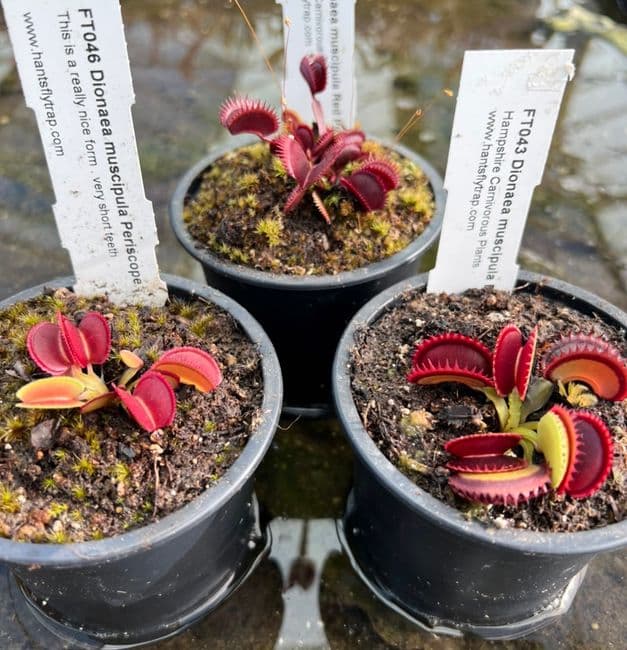 FC01 Flytrap Collection 3