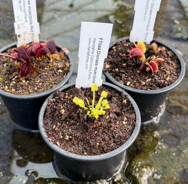 FC02 Flytrap Collection 3