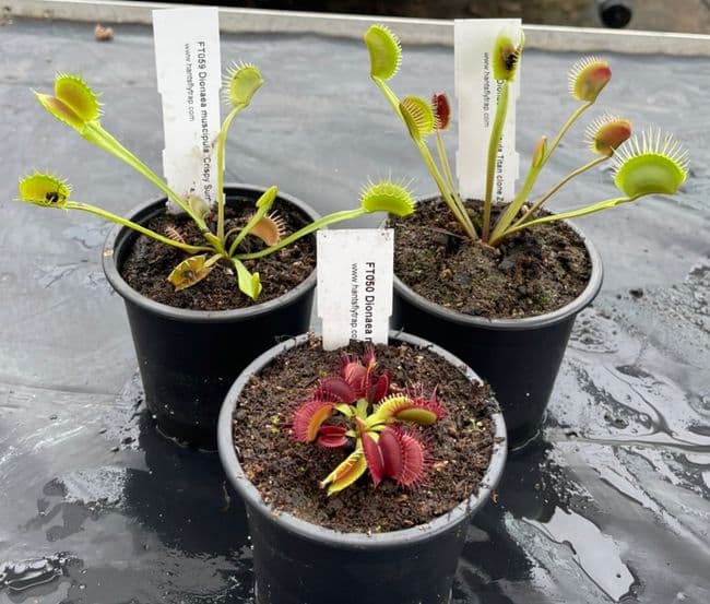 FC11 Flytrap Collection 3