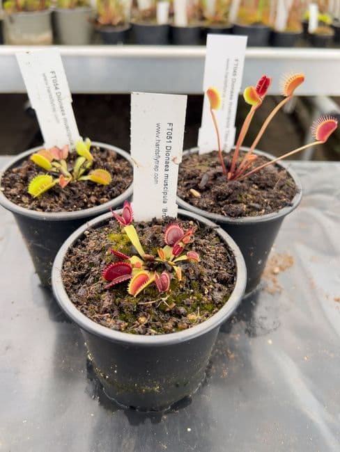 FC16 Flytrap Collection 3