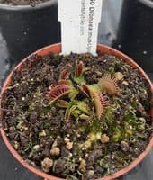 FC51 Flytrap Collection 3