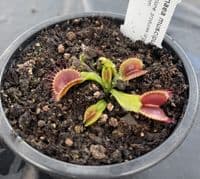 FC51 Flytrap Collection 3