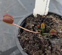 FC51 Flytrap Collection 3