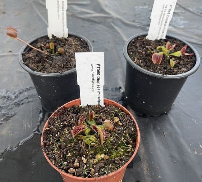 FC51 Flytrap Collection 3