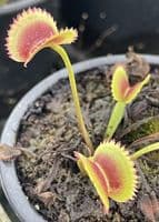 FC52 Flytrap Collection 3