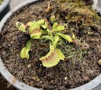 FC52 Flytrap Collection 3