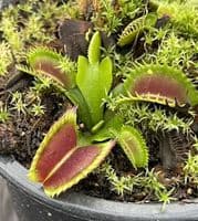 FC52 Flytrap Collection 3