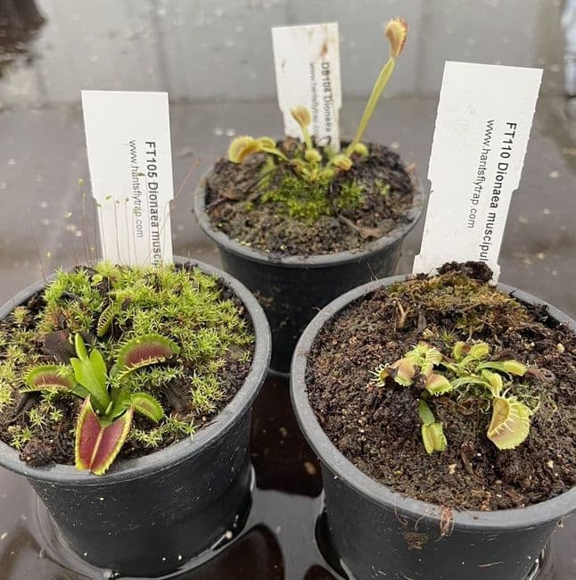 FC52 Flytrap Collection 3