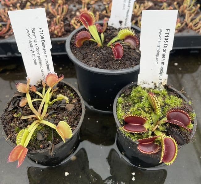 FC77 Flytrap Collection 3