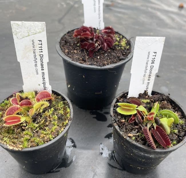 FC78 Flytrap Collection 3