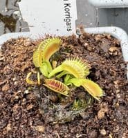 FC79  Flytrap Collection 3 small plants