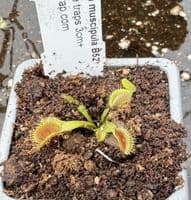FC79  Flytrap Collection 3 small plants