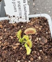 FC79  Flytrap Collection 3 small plants