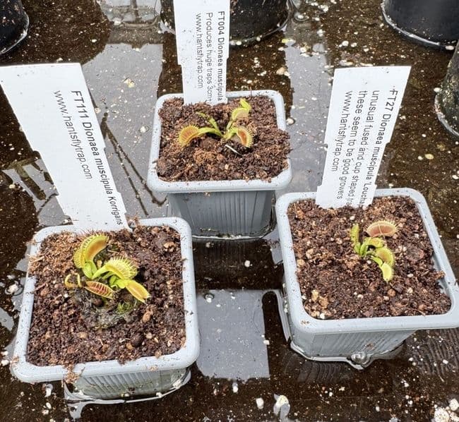 FC79 Flytrap Collection 3 small plants