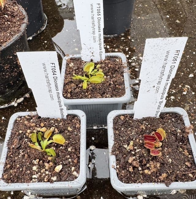 FC80 Little Flytrap Collection 3