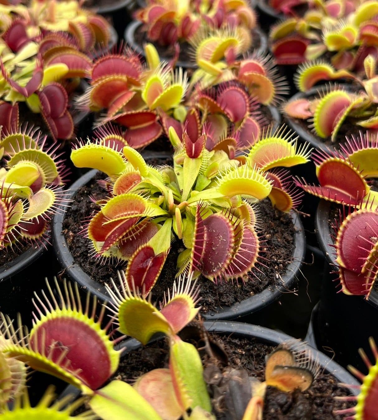 Venus Fly Trap Dionaea Muscipula
