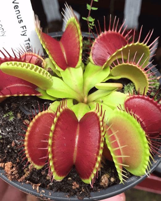 Venus Fly Trap Dionaea Muscipula
