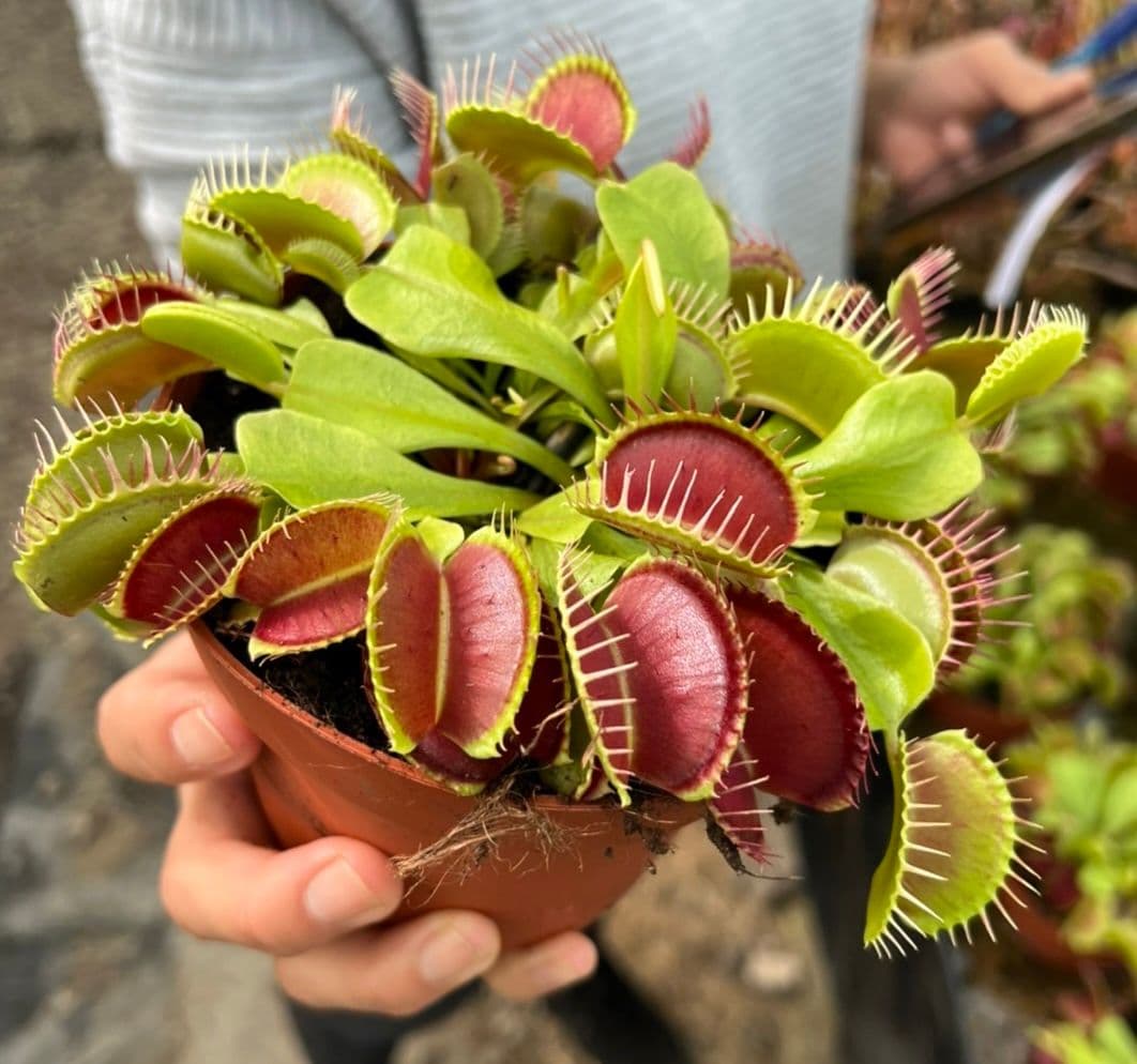 Large Venus Fly Trap Dionaea Muscipula