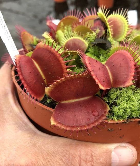 Large Venus Fly Trap Dionaea Muscipula