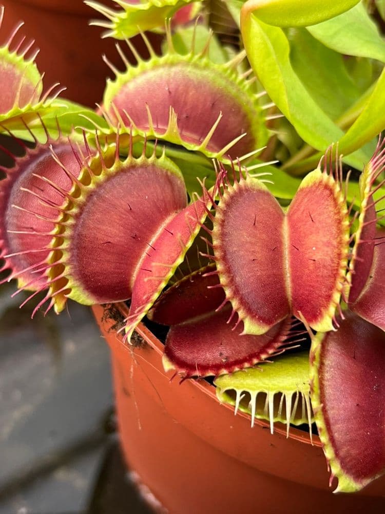 Fly catcher discount plant