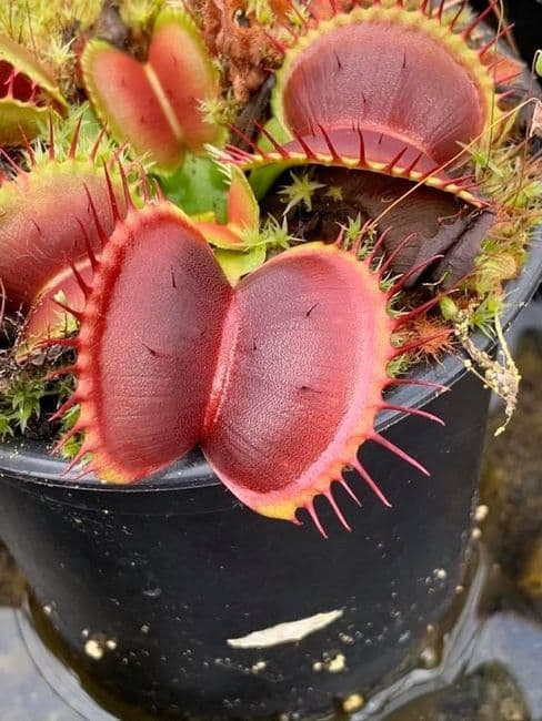 Dionaea muscipula 'B52' Venus Flytrap