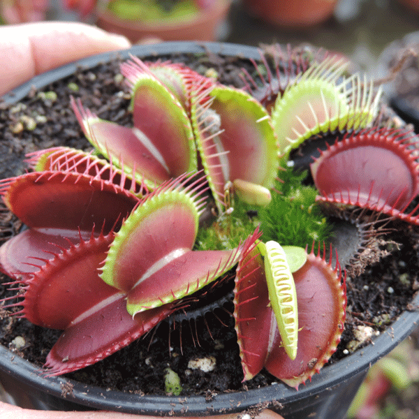 FT005 Dionaea muscipula B52 X Big Trap