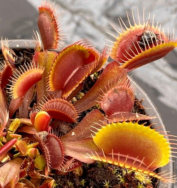 FT008 Dionaea muscipula Claytons volcanic red SMALL