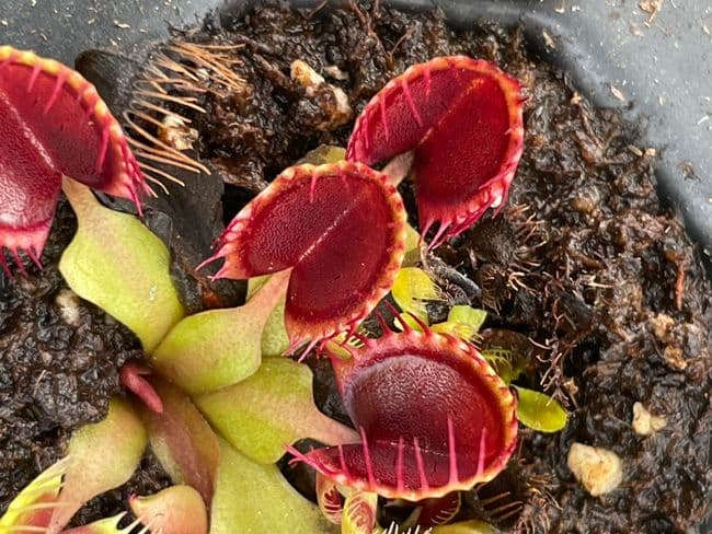 FT010 Venus Fly Trap 'cup trap' Dionaea muscipula