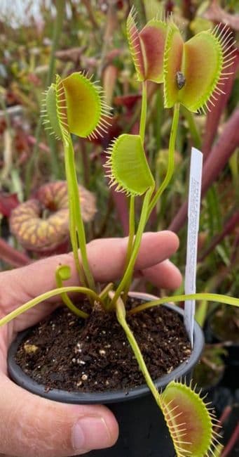 FT017 Dionaea muscipula Spider