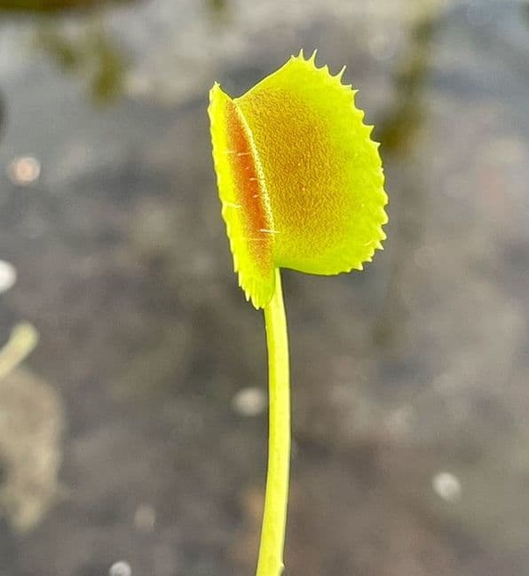 FT018 Dionaea muscipula 'Korean melody shark'