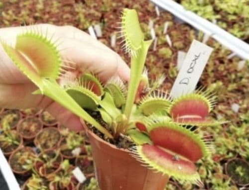 FT035 Dionaea muscipula DC-XL Small size