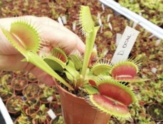 FT035 Dionaea muscipula DC-XL Small size