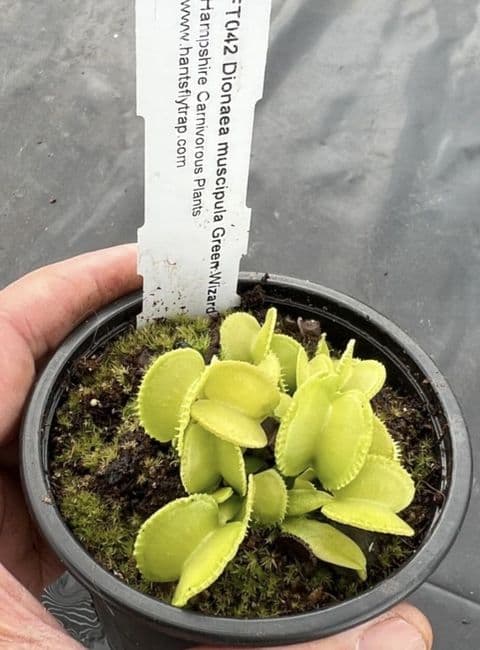 FT042 Dionaea muscipula Green Wizard