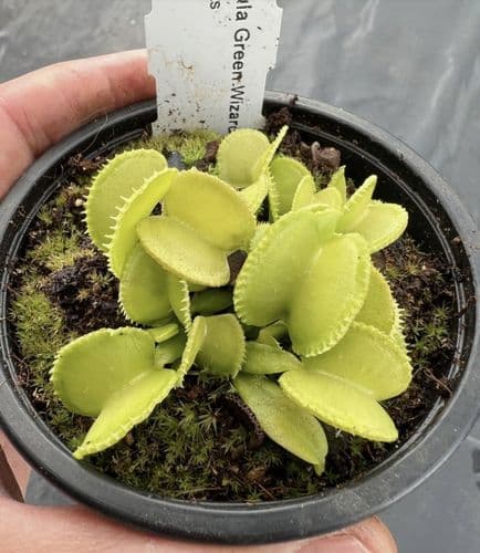 FT042 Dionaea muscipula Green Wizard