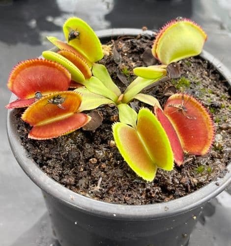 FT046 Dionaea muscipula Periscope SMALL