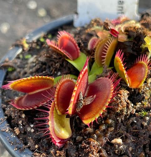 FT047 Dionaea muscipula Pro-Giant Small