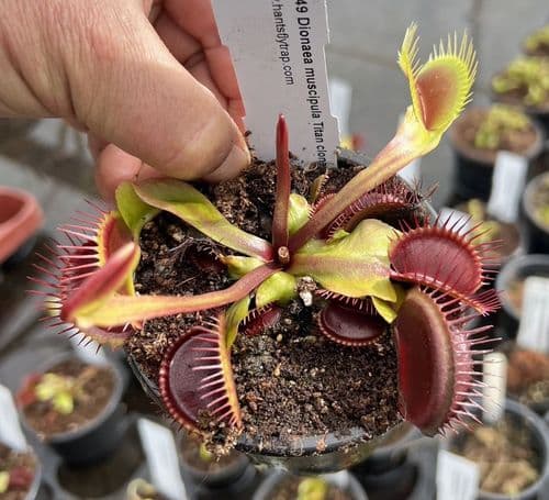 FT049 Dionaea muscipula Titan clone Z6
