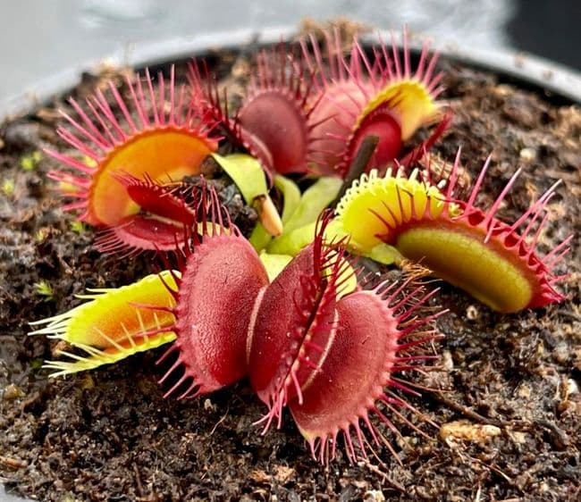 FT050 Dionaea muscipula Phalanx