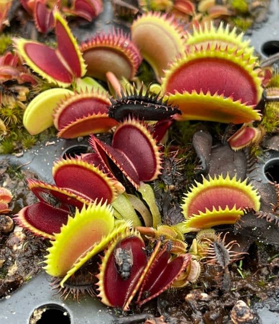 FT051 Dionaea muscipula Brutal Shark Small