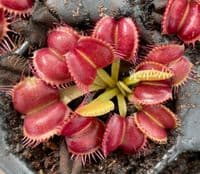 FT052 Dionaea muscipula Galaxy