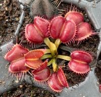 FT052 Dionaea muscipula Galaxy