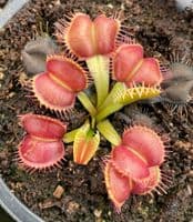 FT052 Dionaea muscipula Galaxy