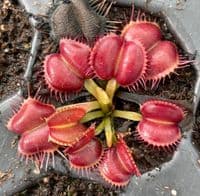 FT052 Dionaea muscipula Galaxy