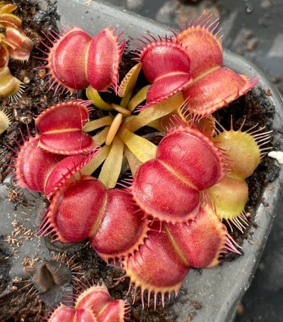 FT052 Dionaea muscipula Galaxy