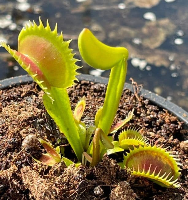 FT053 Dionaea muscipula Supernova